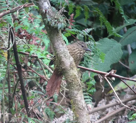 File:Thripadectes holostictus Hojarasquero mediano Striped Treehunter (10728632014).jpg