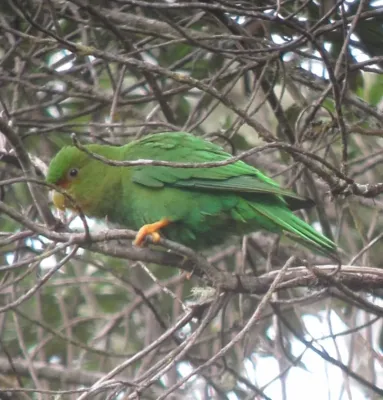 File:Rufous-fronted Parakeet (Bolborhynchus ferrugineifrons).jpg