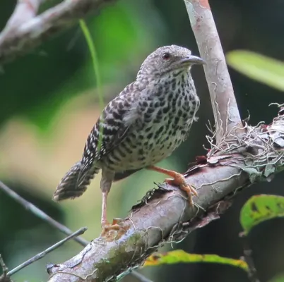 File:Band-backed Wren (Campylorhynchus zonatus).jpg