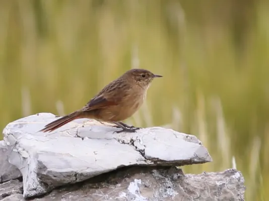File:Asthenes wyatti - Streak-backed Canastero; Junin Lake, Peru (cropped).jpg