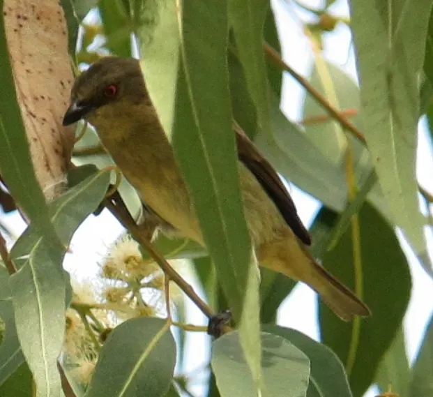 File:Turquoise Dacnis (Dacnis hartlaubi) female.jpg