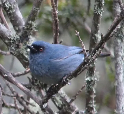 File:Bluish Flowerpiercer (Diglossa caerulescens).jpg
