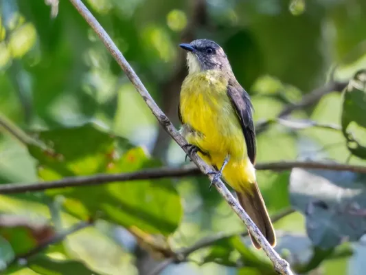 File:Myiozetetes luteiventris - Dusky-chested Flycatcher; Carajas National Forest, Pará, Brazil.jpg
