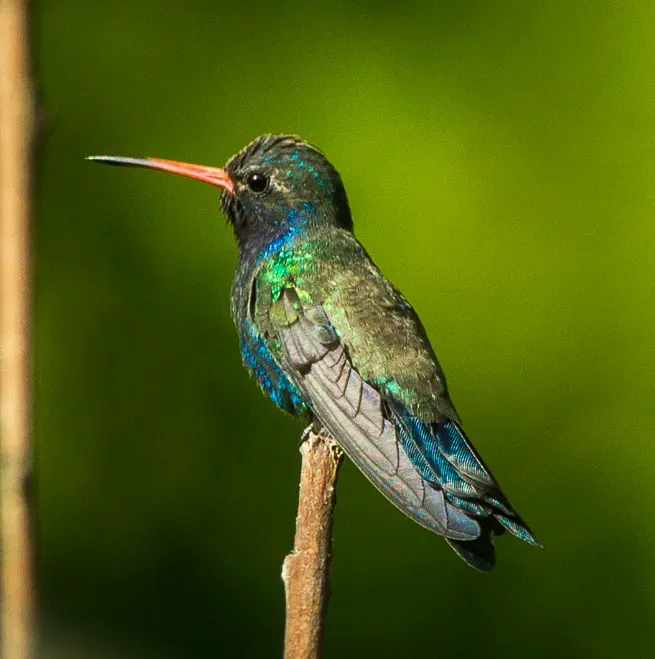 File:Doubleday's Hummingbird (Cynanthus doubledayi) - Oaxaca, Mexico.jpg