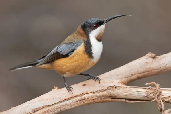 File:Acanthorhynchus tenuirostris - Mogo Campground.jpg