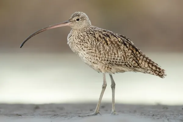 File:Numenius madagascariensis 2 - Stockton Sandspit.jpg