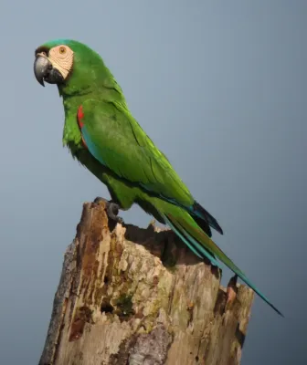 File:Ara severus - Guacamaya cariseca - Chestnut-Fronted Macaw (7503884654).jpg