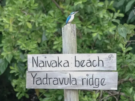 File:Pacific Kingfisher Todiramphus sacer, Fiji (31604033453).jpg