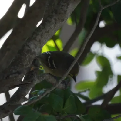 File:Vireo crassirostris (5270947696).jpg