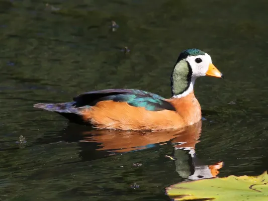 File:African pygmy goose, Nettapus auritus, at Muirhead Dams, Royal Macadamia Plantations, Machado, Limpopo, South Africa - male (26210431045) cropped.jpg