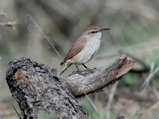 File:Salpinctes obsoletus NPS.jpg