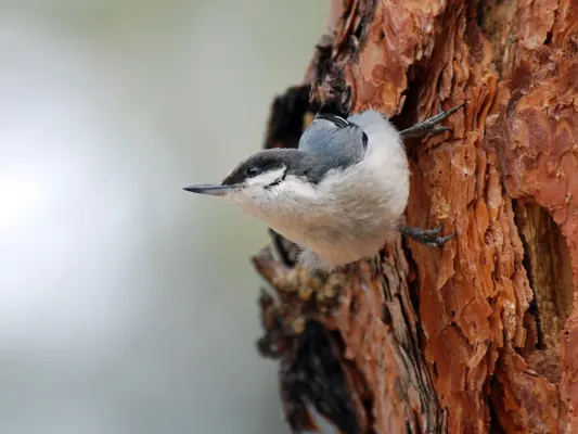 File:Sitta pygmaea NPS.jpg