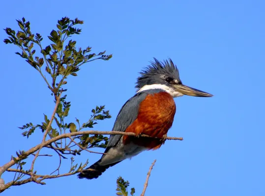 File:MARTIM-PESCADOR-GRANDE (Megaceryle torquata).jpg