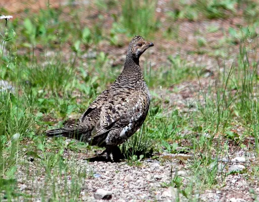 File:Dendragapus obscurus NPS.jpg