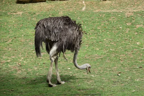 File:Autruche d'Afrique (Struthio camelus) (2).jpg