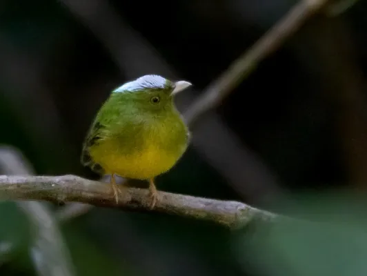 File:Lepidothrix iris - Opal-crowned Manakin (male); Carajas National Forest, Pará, Brazil.jpg