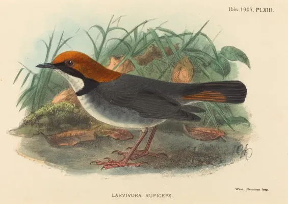 File:British 19th Century, Bird (Larvivora Ruficeps), NGA 53831.jpg