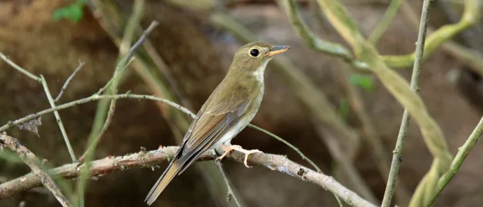 File:Cyornis brunneatus 4G4A5677.jpg