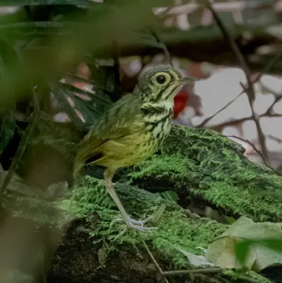 File:Hylopezus paraensis - Snethlage's Antpitta, Parauapebas, Pará, Brazil.jpg