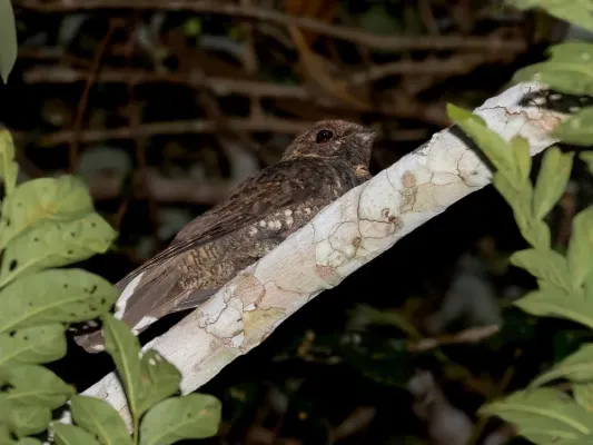 File:Antrostomus sericocaudatus - Silky-tailed Nightjar; Carajas National Forest, Pará, Brazil.jpg