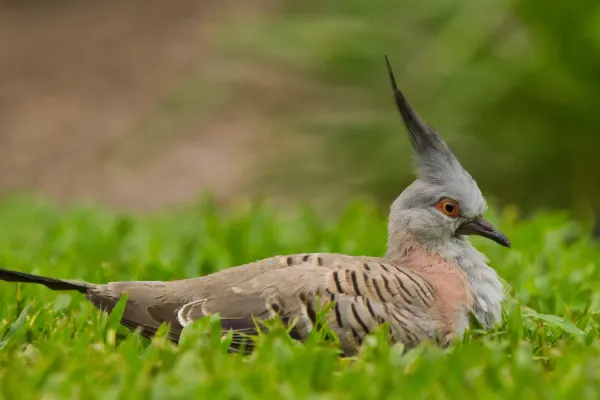 File:Ocyphaps lophotes - AndrewMercer IMG05576.jpg