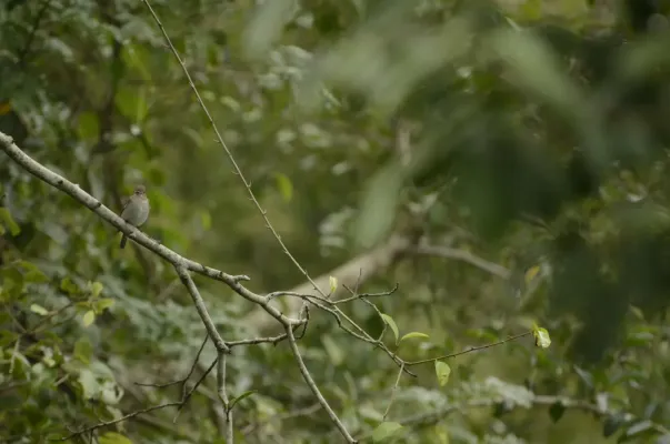 File:Muscicapa dauurica Asian Brown Flycatcher JEG2904.jpg