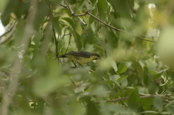 File:Long-billed Sunbird Cinnyris lotenius JEG9722.jpg