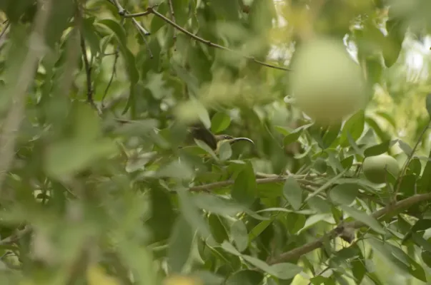 File:Long-billed Sunbird Cinnyris lotenius JEG9723.jpg