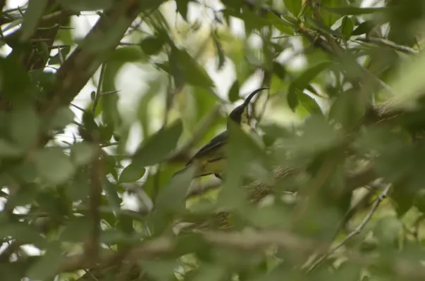 File:Long-billed Sunbird Cinnyris lotenius JEG9727.jpg
