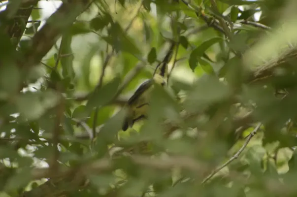 File:Long-billed Sunbird Cinnyris lotenius JEG9728.jpg