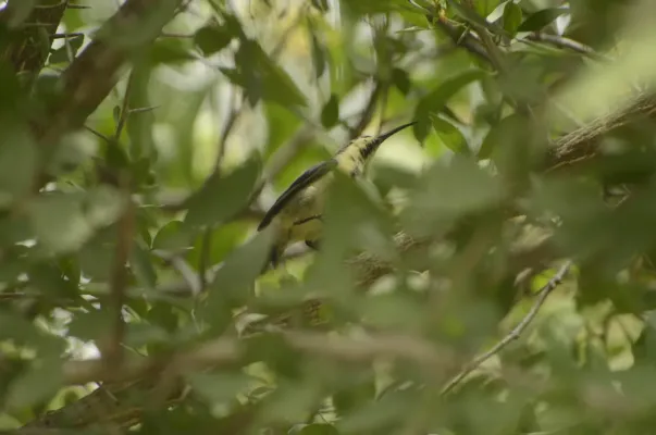 File:Long-billed Sunbird Cinnyris lotenius JEG9730.jpg