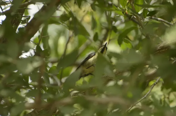 File:Long-billed Sunbird Cinnyris lotenius JEG9732.jpg