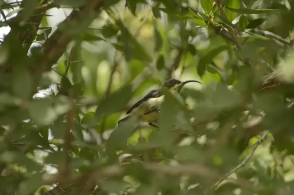 File:Long-billed Sunbird Cinnyris lotenius JEG9734.jpg