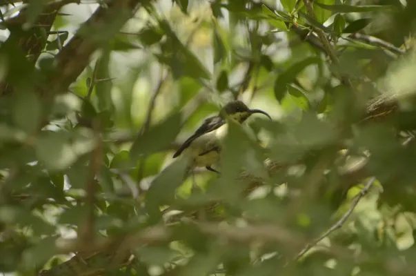 File:Long-billed Sunbird Cinnyris lotenius JEG9736.jpg