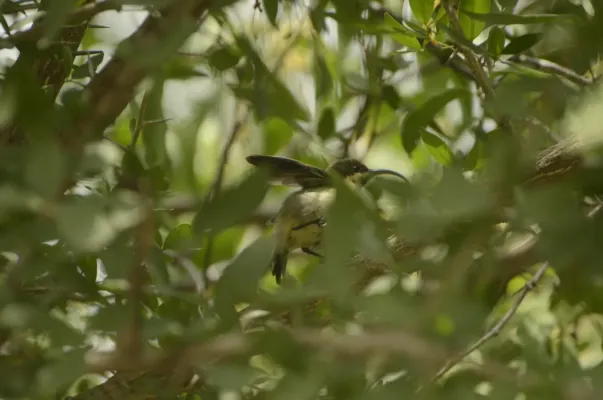 File:Long-billed Sunbird Cinnyris lotenius JEG9735.jpg
