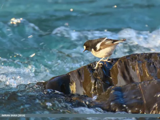 File:Little Forktail (Enicurus scouleri) (31285706414).jpg