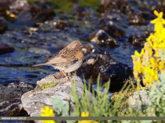 File:Robin Accentor (Prunella rubeculoides) (37505657780).jpg