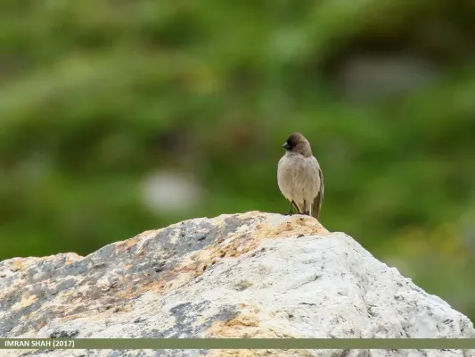 File:Brandt's Mountain Finch (Leucosticte brandti) (36362026374).jpg