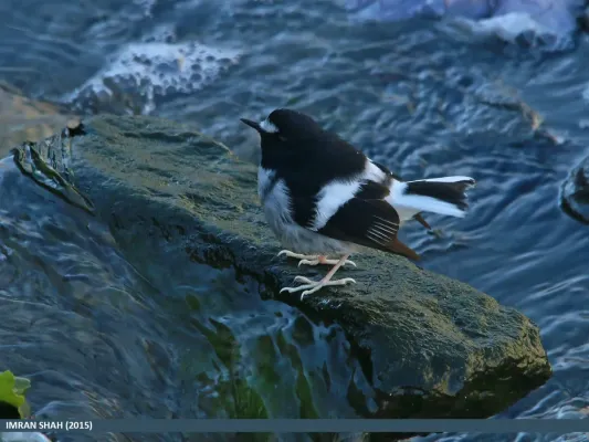 File:Little Forktail (Enicurus scouleri) (24849572262).jpg