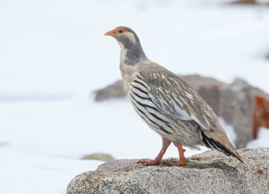 File:Tibetan Snowcock (Tetraogallus tibetanus) (48445413157).jpg