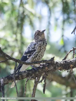 File:Large-spotted Nutcracker (Nucifraga multipunctata) (48659849933).jpg