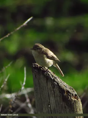 File:Mountain Chiffchaff (Phylloscopus sindianus) (15274147203).jpg