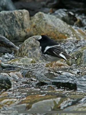 File:Little Forktail (Enicurus scouleri) (16388245369).jpg