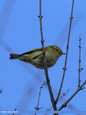 File:Lemon-rumped Warbler (Phylloscopus chloronotus) (24081510913).jpg
