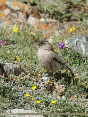 File:Brandt's Mountain Finch (Leucosticte brandti) (44745490010).jpg