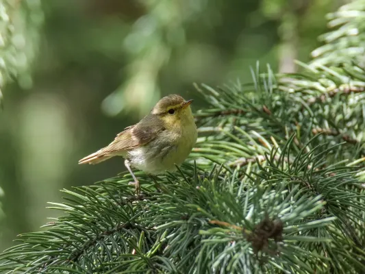 File:Brooks's Leaf Warbler (Phylloscopus subviridis) (43219880911).jpg