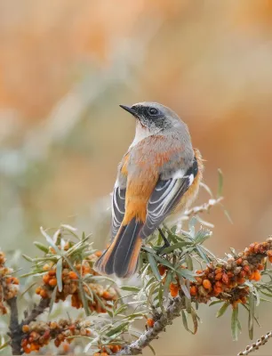 File:Rufous-backed Redstart (Phoenicurus erythronotus) (40171779873).jpg