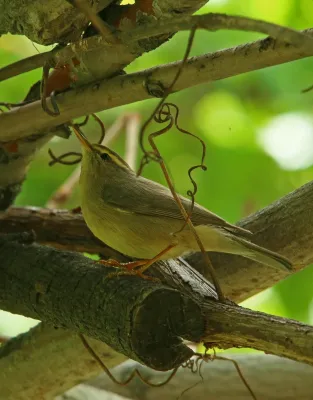 File:Mountain Chiffchaff (Phylloscopus sindianus) (20585139121).jpg