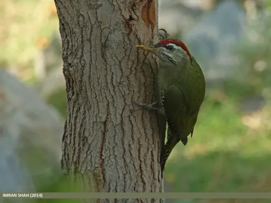 File:Scaly-bellied Woodpecker (Picus squamatus) (16969339821).jpg