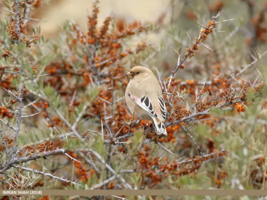 File:Desert Finch (Rhodospiza obsoleta) (31897017218).jpg